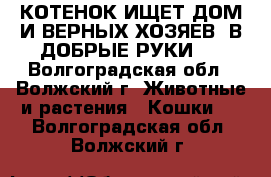 КОТЕНОК ИЩЕТ ДОМ И ВЕРНЫХ ХОЗЯЕВ! В ДОБРЫЕ РУКИ!  - Волгоградская обл., Волжский г. Животные и растения » Кошки   . Волгоградская обл.,Волжский г.